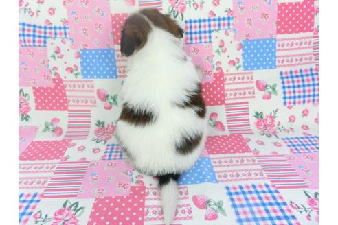 成約済の千葉県のパピヨン-133282の4枚目