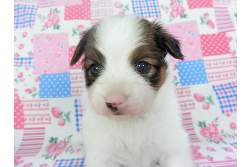 成約済の千葉県のパピヨン-133282の3枚目