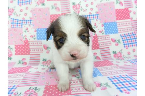 成約済の千葉県のパピヨン-133282の2枚目