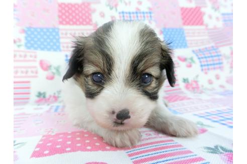 成約済の千葉県のパピヨン-133283の1枚目