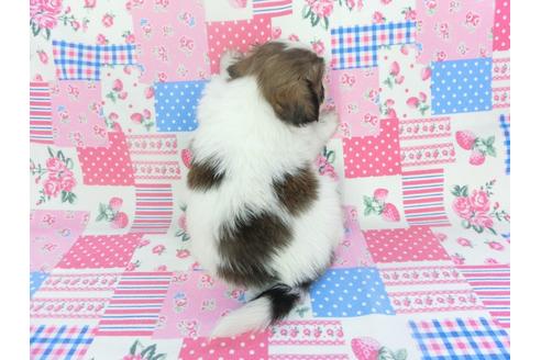 成約済の千葉県のパピヨン-133283の4枚目