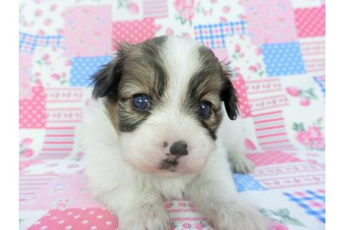成約済の千葉県のパピヨン-133283の3枚目