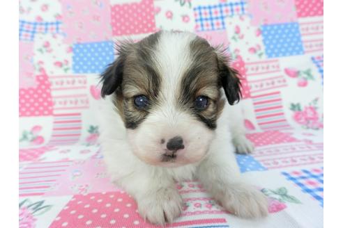 成約済の千葉県のパピヨン-133283の2枚目