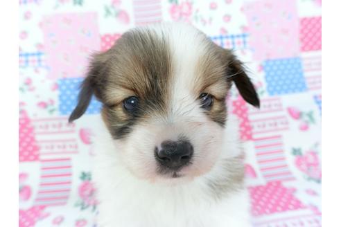 成約済の千葉県のパピヨン-133286の1枚目