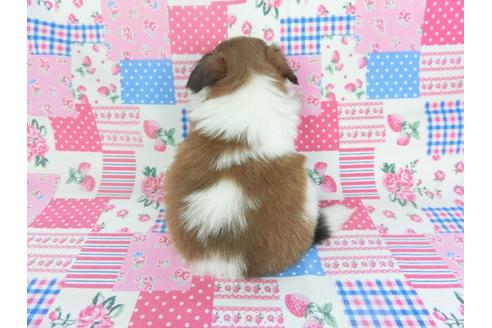 成約済の千葉県のパピヨン-133286の4枚目