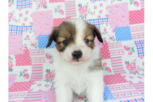 成約済の千葉県のパピヨン-133286の3枚目