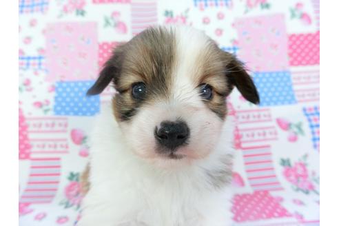 成約済の千葉県のパピヨン-133286の2枚目