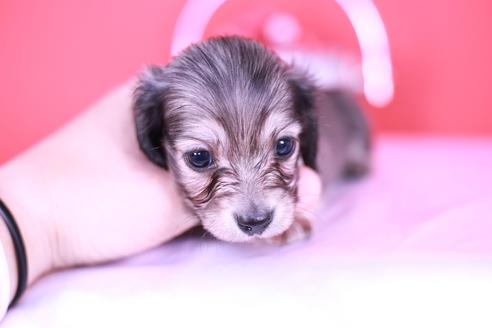 成約済の愛知県のカニンヘンダックスフンド(ロングヘアード)-131374の2枚目