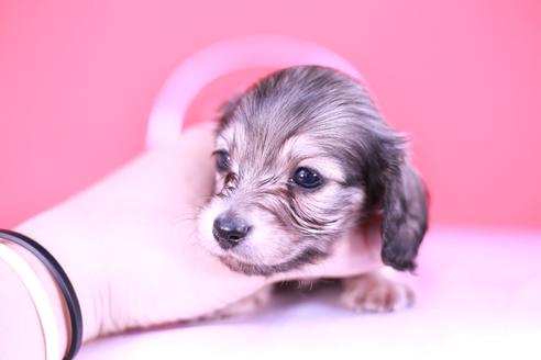 成約済の愛知県のカニンヘンダックスフンド(ロングヘアード)-131374の3枚目