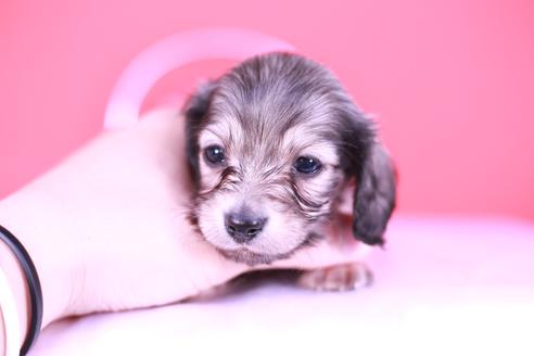 成約済の愛知県のカニンヘンダックスフンド(ロングヘアード)-131374の1枚目