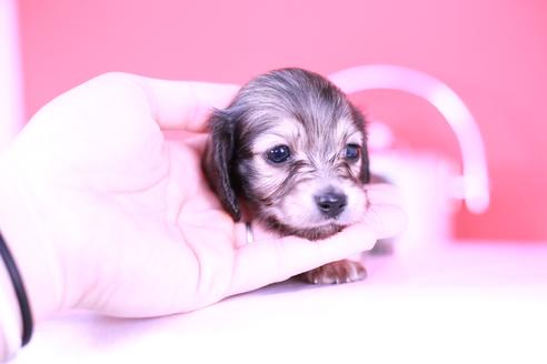 成約済の愛知県のカニンヘンダックスフンド(ロングヘアード)-131374の4枚目