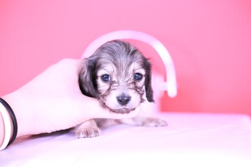 成約済の愛知県のカニンヘンダックスフンド(ロングヘアード)-131374の5枚目