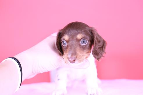 成約済の愛知県のミニチュアダックスフンド(ロングヘアード)-131370の2枚目
