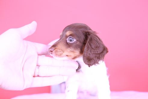 成約済の愛知県のミニチュアダックスフンド(ロングヘアード)-131370の3枚目