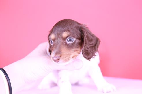 成約済の愛知県のミニチュアダックスフンド(ロングヘアード)-131370の4枚目