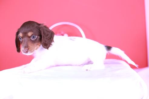 成約済の愛知県のミニチュアダックスフンド(ロングヘアード)-131370の5枚目