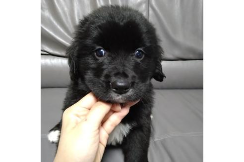 成約済の北海道のミックス犬-133306