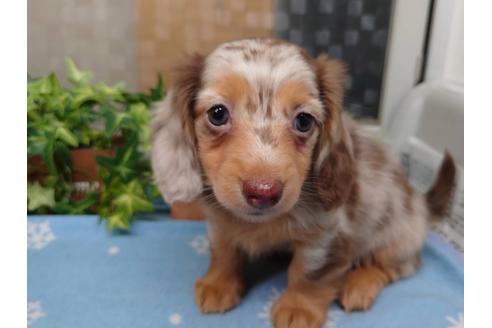 成約済の福岡県のミニチュアダックスフンド(ロングヘアード)-129764の2枚目
