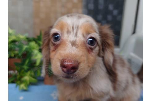 成約済の福岡県のミニチュアダックスフンド(ロングヘアード)-129764の1枚目