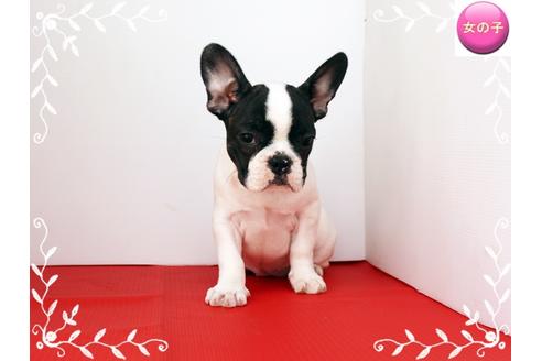子犬