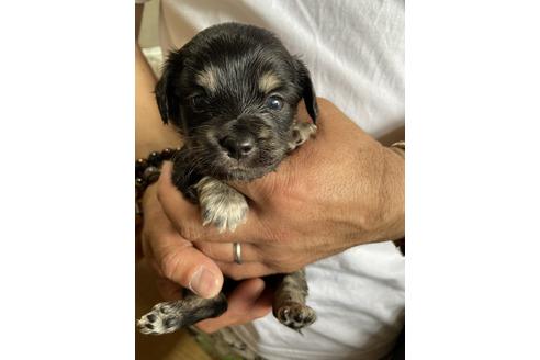 成約済の静岡県のチワックス:チワワ×ミニチュアダックスフンド-131359