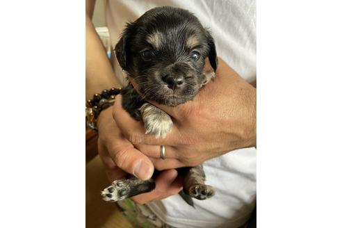 成約済の静岡県のチワックス:チワワ×ミニチュアダックスフンド-131359の2枚目
