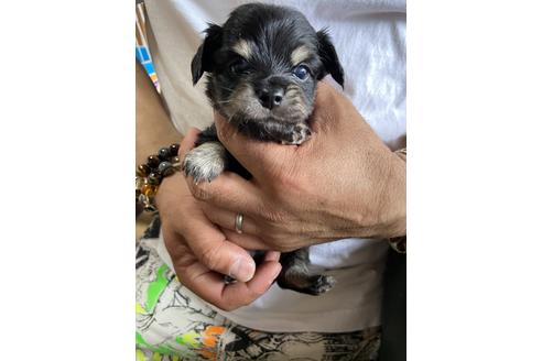 静岡県でミックス犬の子犬を探す ブリーダーナビ 静岡県でミックス犬の子犬を探す ブリーダーナビ