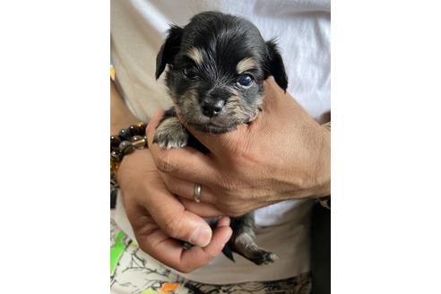 成約済の静岡県のチワックス:チワワ×ミニチュアダックスフンド-131358の2枚目