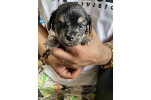 成約済の静岡県のチワックス:チワワ×ミニチュアダックスフンド-131357の1枚目