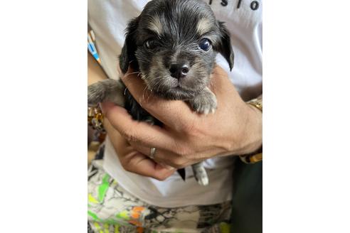 成約済の静岡県のチワックス:チワワ×ミニチュアダックスフンド-131357の2枚目