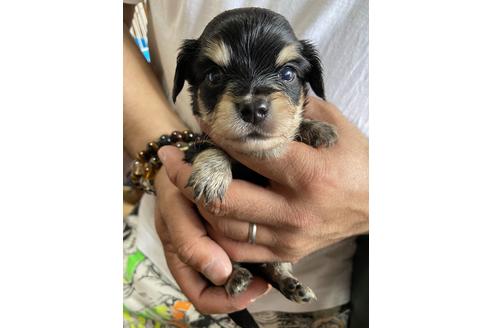 成約済の静岡県のチワックス:チワワ×ミニチュアダックスフンド-131360