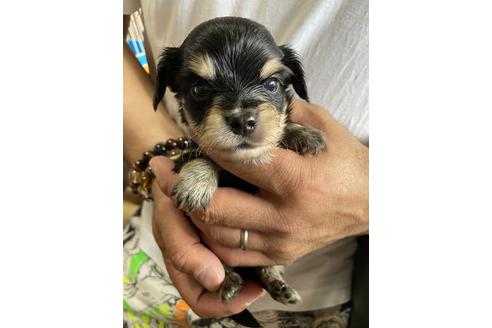 成約済の静岡県のチワックス:チワワ×ミニチュアダックスフンド-131360の2枚目
