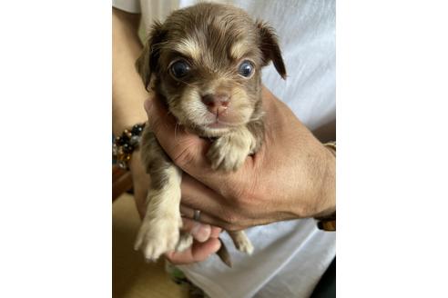 成約済の静岡県のチワックス:チワワ×ミニチュアダックスフンド-131355の3枚目