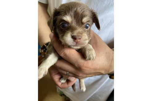 成約済の静岡県のチワックス:チワワ×ミニチュアダックスフンド-131355の2枚目