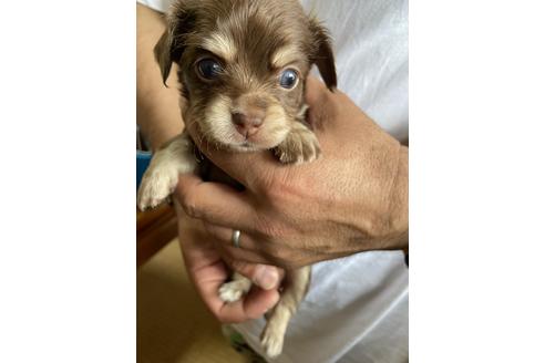 成約済の静岡県のチワックス:チワワ×ミニチュアダックスフンド-131355の1枚目