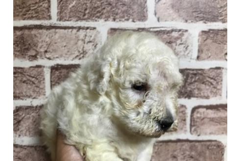 成約済の埼玉県のトイプードル-129573の4枚目