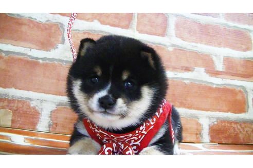 成約済の福岡県の豆柴-129798の4枚目