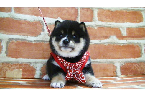 成約済の福岡県の豆柴-129798の3枚目