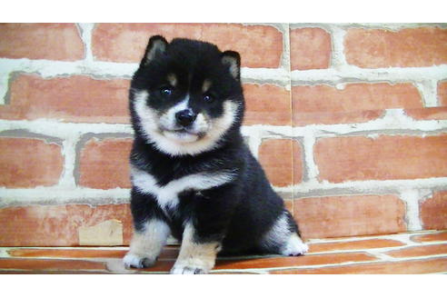 成約済の福岡県の豆柴-129798