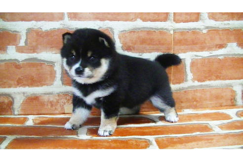 成約済の福岡県の豆柴-129798の2枚目