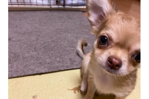 成約済の神奈川県のチワワ(ロングコート)-124564の15枚目