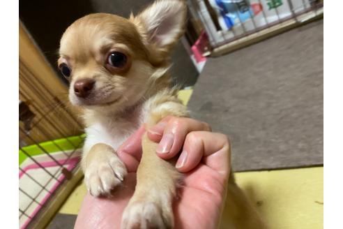 成約済の神奈川県のチワワ(ロングコート)-124564の12枚目