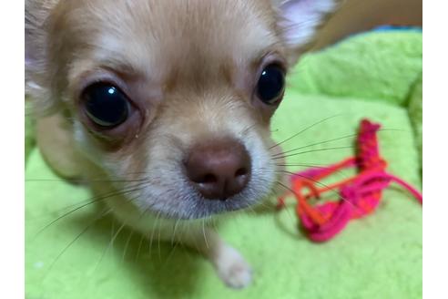 成約済の神奈川県のチワワ(ロングコート)-124564の9枚目