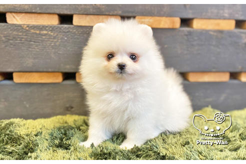 成約済の愛知県のポメラニアン-133374の5枚目