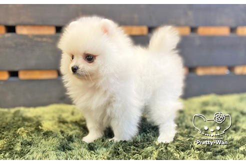 成約済の愛知県のポメラニアン-133374の4枚目