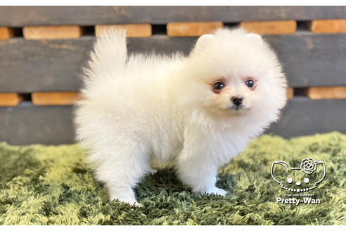 成約済の愛知県のポメラニアン-133374の3枚目