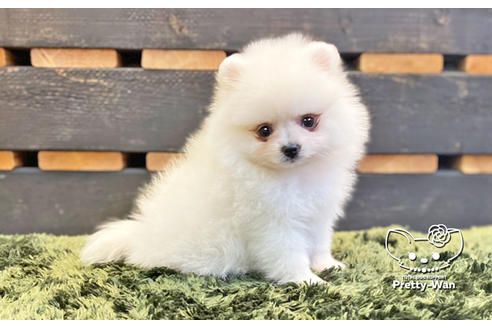 成約済の愛知県のポメラニアン-133374の1枚目