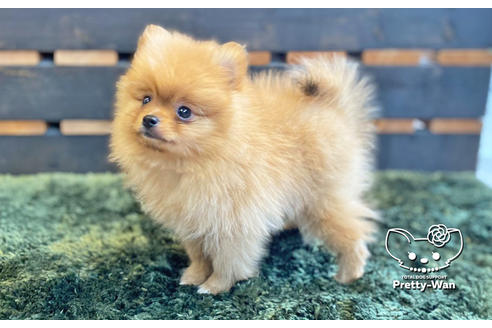 成約済の愛知県のポメラニアン-133375の6枚目