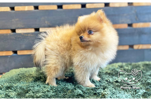 成約済の愛知県のポメラニアン-133375の5枚目