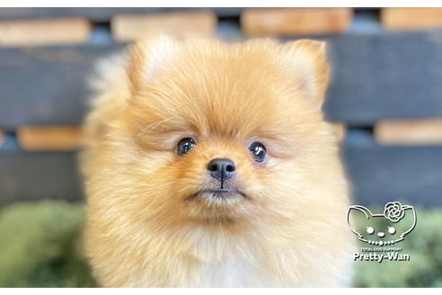 成約済の愛知県のポメラニアン-133375の2枚目